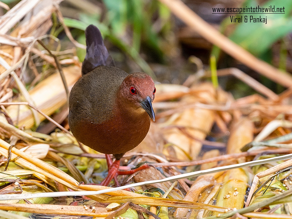 Ruddy-breasted Crake